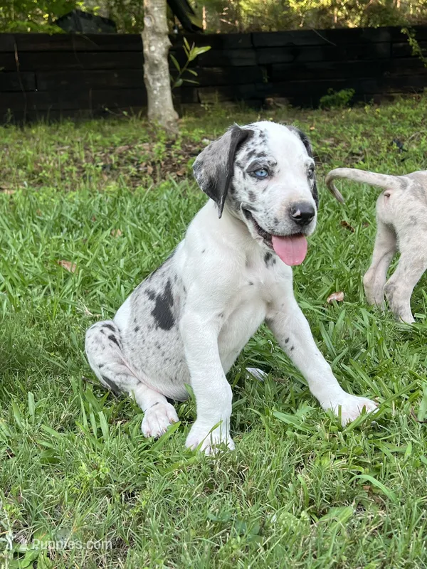 Male Speckled Merlequin Great Dane with Light Eyes – Great Dane puppy for sale in Kingston, GA