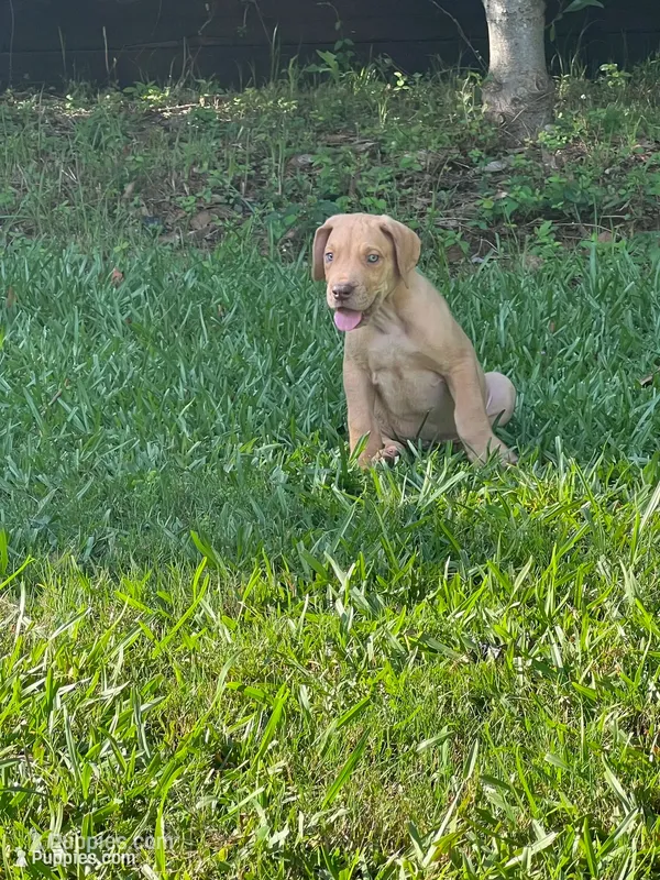 Male Fawn Merle Great Dane with Blue Eyes – Great Dane puppy for sale in Kingston, GA