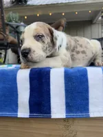 Male Harlequin with Brown Patches and Light Eyes, a male Great Dane for sale in Kingston, GA – 1 of 3