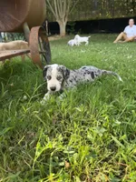 Female Mantle Merle with Light Eyes, a female Great Dane for sale in Kingston, GA – 3 of 9