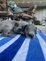 Dark Grey Merle Female Great Dane, a female Great Dane for sale in Kingston, GA – 3 of 4
