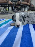 Female Mantle Merle with Light Eyes, a female Great Dane for sale in Kingston, GA – 4 of 5