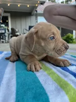 Male Fawn Merle Great Dane with Blue Eyes, a male Great Dane for sale in Kingston, GA – 3 of 5