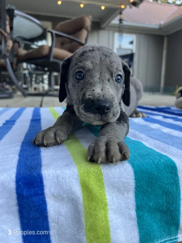 Dark Grey Merle Female Great Dane – Great Dane puppy for sale in Kingston, GA
