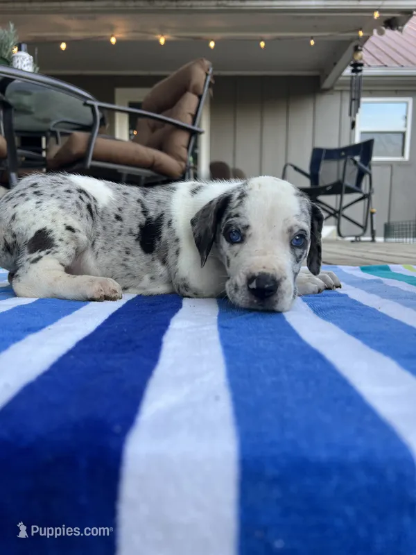 Male Speckled Merlequin Great Dane with Light Eyes – Great Dane puppy for sale in Kingston, GA