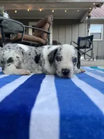 Male Speckled Merlequin Great Dane with Light Eyes, a male Great Dane for sale in Kingston, GA – 1 of 4