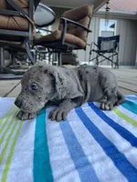 Dark Grey Merle Female Great Dane, a female Great Dane for sale in Kingston, GA – 4 of 4