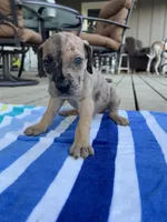 Male Dark Merle Great Dane Light Eyes, a male Great Dane for sale in Kingston, GA – 2 of 5