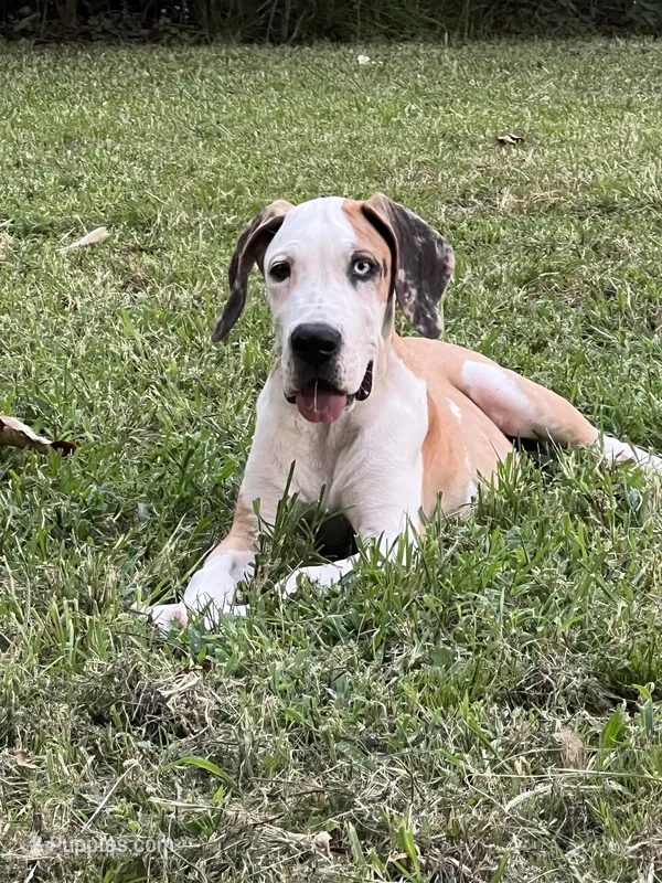 Male Harlequin Great Dane with One Blue Eye – Great Dane puppy for sale in Kingston, GA