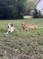 Male Fawn Merle Great Dane with Blue Eyes, a male Great Dane for sale in Kingston, GA – 2 of 9