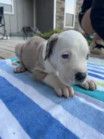 Male Harlequin Great Dane with Blue Eyes, a male Great Dane for sale in Kingston, GA – 1 of 5