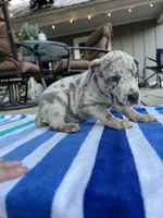 Female Gray Merle with Blue Eyes, a female Great Dane for sale in Kingston, GA – 2 of 5