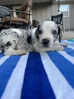 Male Speckled Merlequin Great Dane with Light Eyes, a male Great Dane for sale in Kingston, GA – 3 of 4