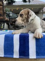 Male Harlequin with Brown Patches and Light Eyes, a male Great Dane for sale in Kingston, GA – 2 of 3