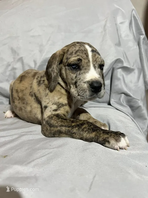Merle Great Dane Male