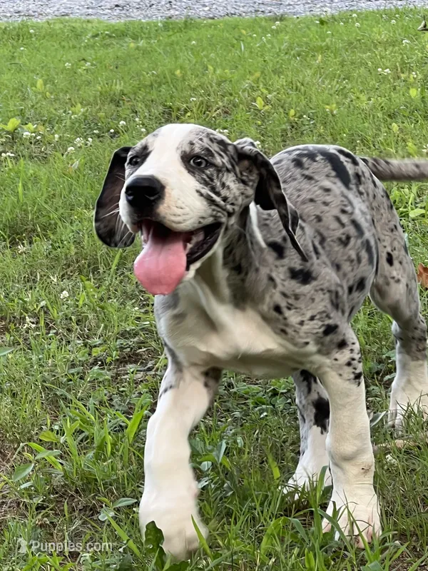 Female Mantle Merle with Light Eyes – Great Dane puppy for sale in Kingston, GA
