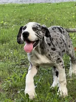 Female Mantle Merle with Light Eyes, a female Great Dane for sale in Kingston, GA – 1 of 9