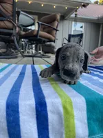 Dark Grey Merle Female Great Dane, a female Great Dane for sale in Kingston, GA – 2 of 4