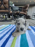 Female Gray Merle with Blue Eyes, a female Great Dane for sale in Kingston, GA – 3 of 5