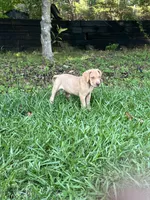 Male Fawn Merle Great Dane with Blue Eyes, a male Great Dane for sale in Kingston, GA – 4 of 10