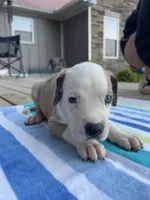 Male Harlequin Great Dane with Blue Eyes, a male Great Dane for sale in Kingston, GA – 3 of 5