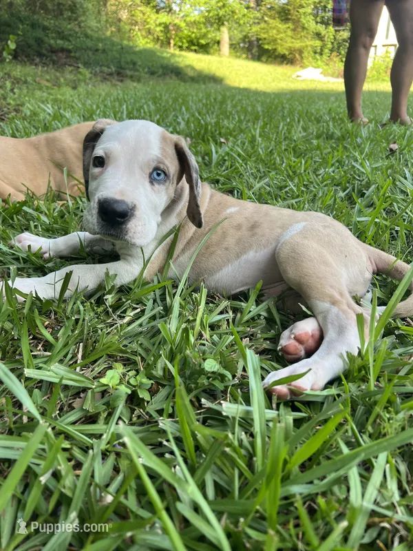Male Harlequin Great Dane with One Blue Eye – Great Dane puppy for sale in Kingston, GA