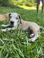 Male Harlequin Great Dane with One Blue Eye, a male Great Dane for sale in Kingston, GA – 1 of 6
