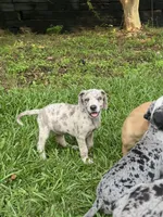 Female Muted Gray Merle with Light Eyes, a female Great Dane for sale in Kingston, GA – 3 of 8