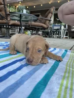 Male Fawn Merle Great Dane with Blue Eyes, a male Great Dane for sale in Kingston, GA – 4 of 5