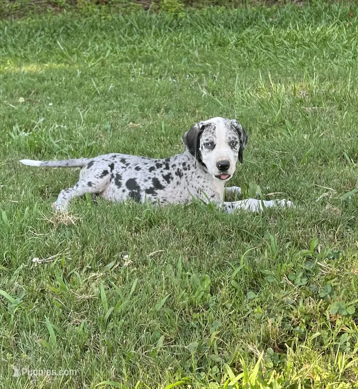Female Mantle Merle with Light Eyes – Great Dane puppy for sale in Kingston, GA