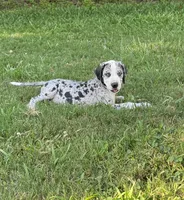 Female Mantle Merle with Light Eyes, a female Great Dane for sale in Kingston, GA – 2 of 9