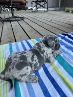 Light Grey Merle Female Great Dane, a female Great Dane for sale in Kingston, GA – 5 of 5