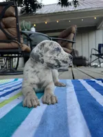 Female Gray Merle with Blue Eyes, a female Great Dane for sale in Kingston, GA – 4 of 5