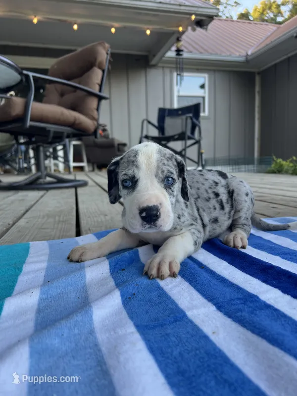 Female Mantle Merle with Light Eyes – Great Dane puppy for sale in Kingston, GA