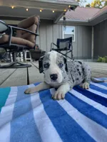 Female Mantle Merle with Light Eyes, a female Great Dane for sale in Kingston, GA – 1 of 5