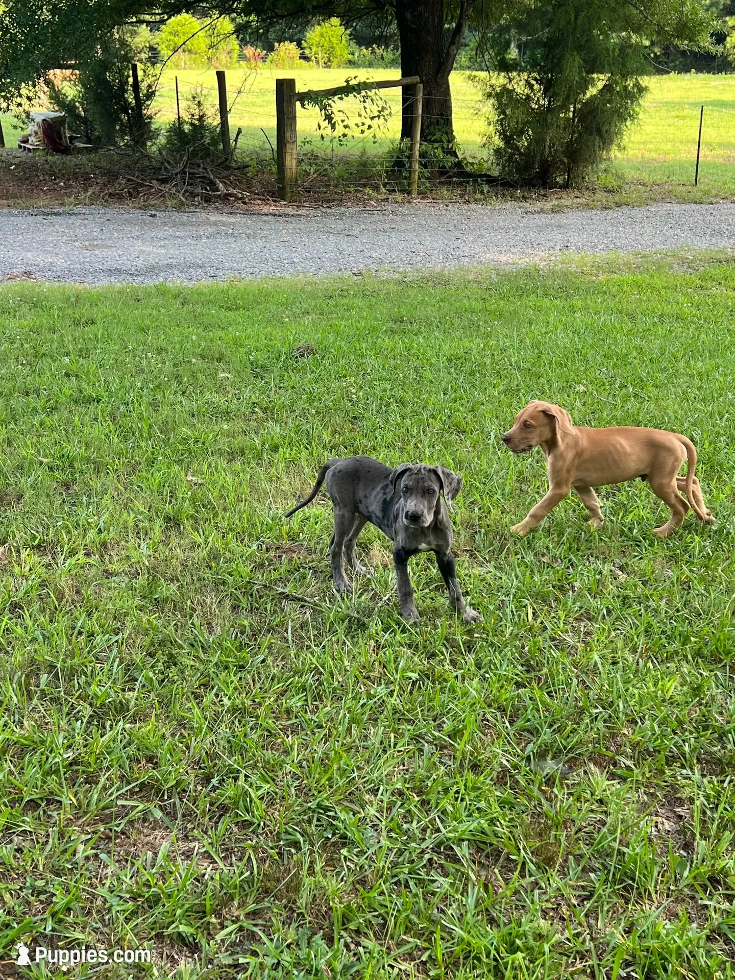 Male Fawn Merle Great Dane with Blue Eyes, a male Great Dane for sale in Kingston, GA – 10 of 10