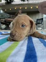 Male Fawn Merle Great Dane with Blue Eyes, a male Great Dane for sale in Kingston, GA – 1 of 5