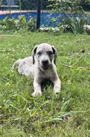 Female Muted Gray Merle with Light Eyes, a female Great Dane for sale in Kingston, GA – 2 of 8