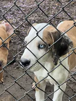 Male Harlequin Great Dane with One Blue Eye, a male Great Dane for sale in Kingston, GA – 1 of 8