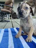 Male Dark Merle Great Dane Light Eyes, a male Great Dane for sale in Kingston, GA – 5 of 5