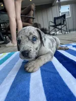Female Gray Merle with Blue Eyes, a female Great Dane for sale in Kingston, GA – 5 of 5