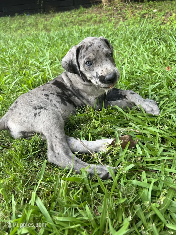 Dark Grey Merle Female Great Dane – Great Dane puppy for sale in Kingston, GA