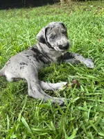 Dark Grey Merle Female Great Dane, a female Great Dane for sale in Kingston, GA – 2 of 8