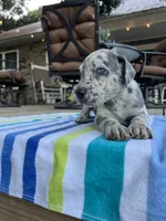 Light Grey Merle Female Great Dane, a female Great Dane for sale in Kingston, GA – 4 of 5
