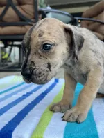Male Dark Merle Great Dane Light Eyes, a male Great Dane for sale in Kingston, GA – 3 of 5