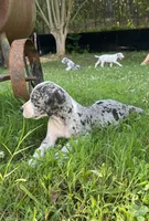 Female Mantle Merle with Light Eyes, a female Great Dane for sale in Kingston, GA – 4 of 9