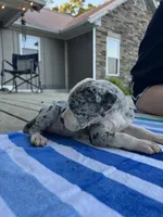 Female Mantle Merle with Light Eyes, a female Great Dane for sale in Kingston, GA – 3 of 5