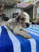 Male Harlequin with Brown Patches and Light Eyes, a male Great Dane for sale in Kingston, GA – 3 of 3