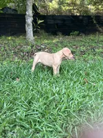 Male Fawn Merle Great Dane with Blue Eyes, a male Great Dane for sale in Kingston, GA – 3 of 10