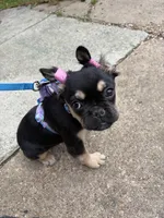 Chinx, a female French Bulldog for sale in Washington, DC – Photo 1 of 4